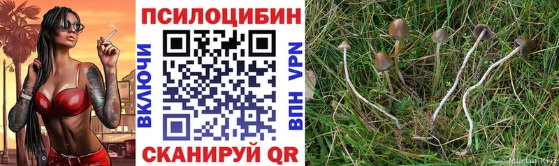 Галлюциногенные грибы Psilocybine cubensis где найти блэк спрут как войти Болотное